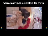 Vahşi Köpekler Kediye Saldırıyor