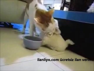 Yemeğini Vermeyen Kedi