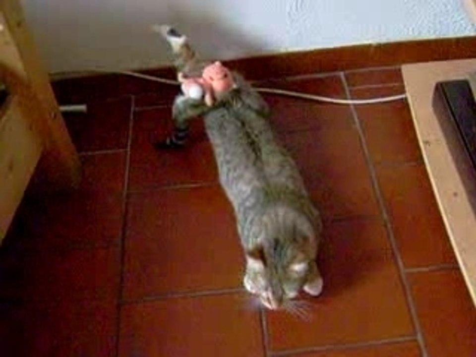Chatte en chaleur !!!