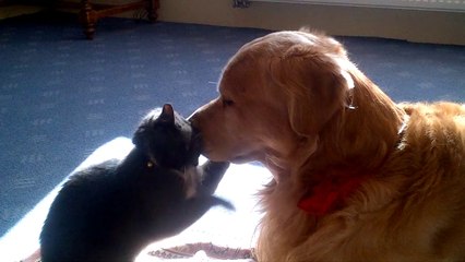 Sunny & Sebastian: Cat & Dog Society 🐾