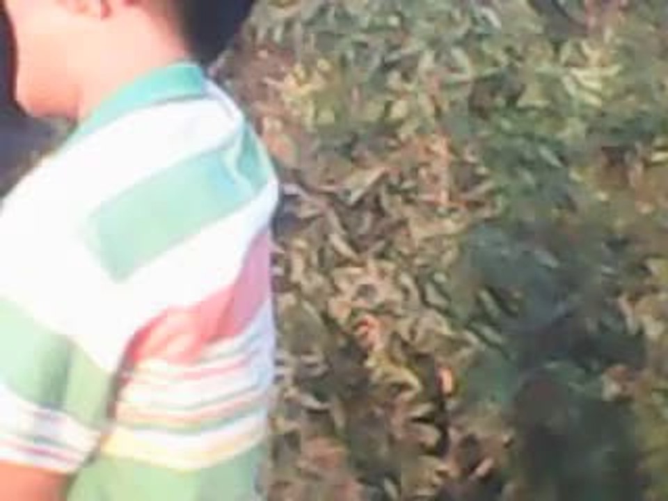 khung dien la dy