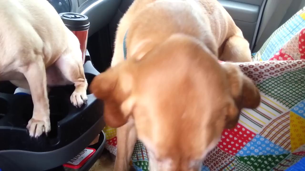 2 chiens partagent une glace... Trop mignon les toutous!