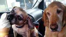 Two Dogs Share Ice Cream Cone In The Cutest Way Possible