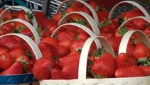 Fête de la fraise - Quelle innovation pour la fraise de Carpentras ?