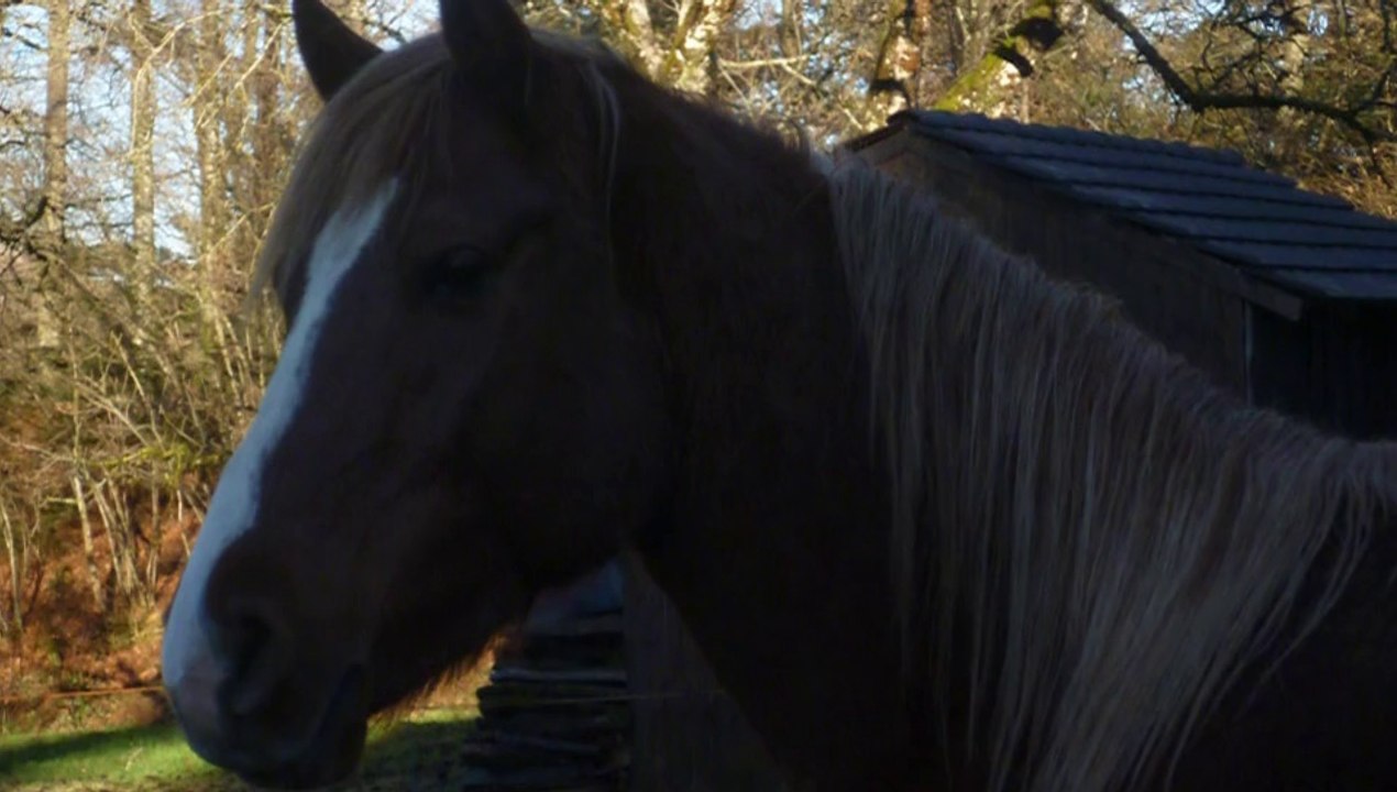 talal beni sakr et shueyman redjem