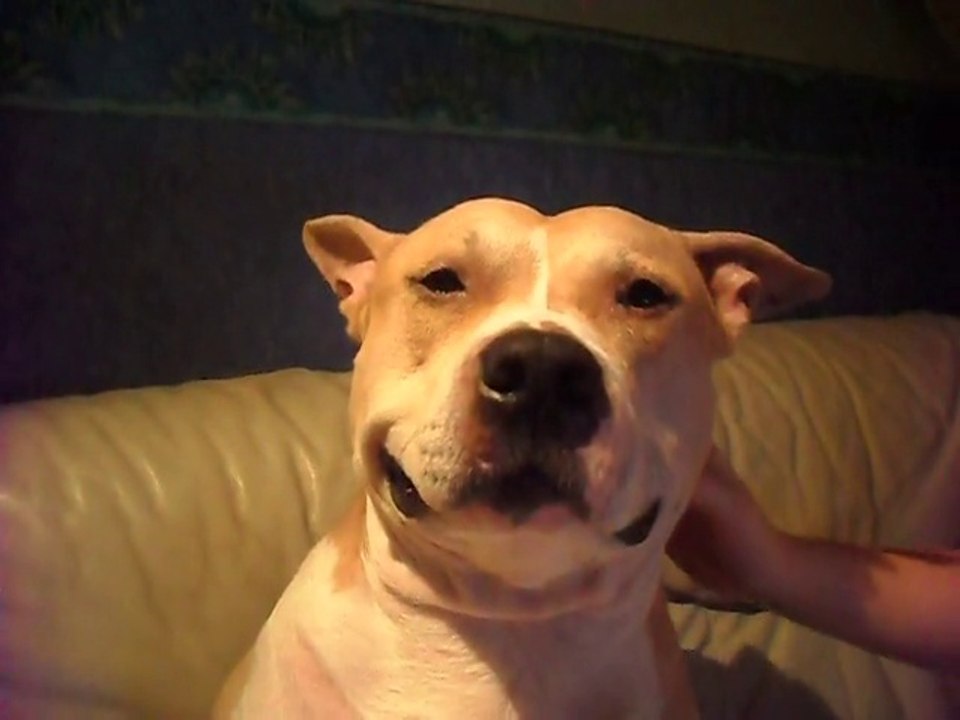 American Staffordshire Terrier