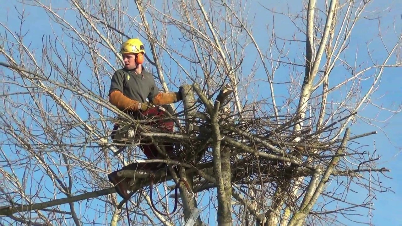 Opération cigognes Cuneix