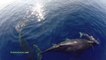 Des centaines de Dauphins et Baleines filmés au Drone. Impressionnant!