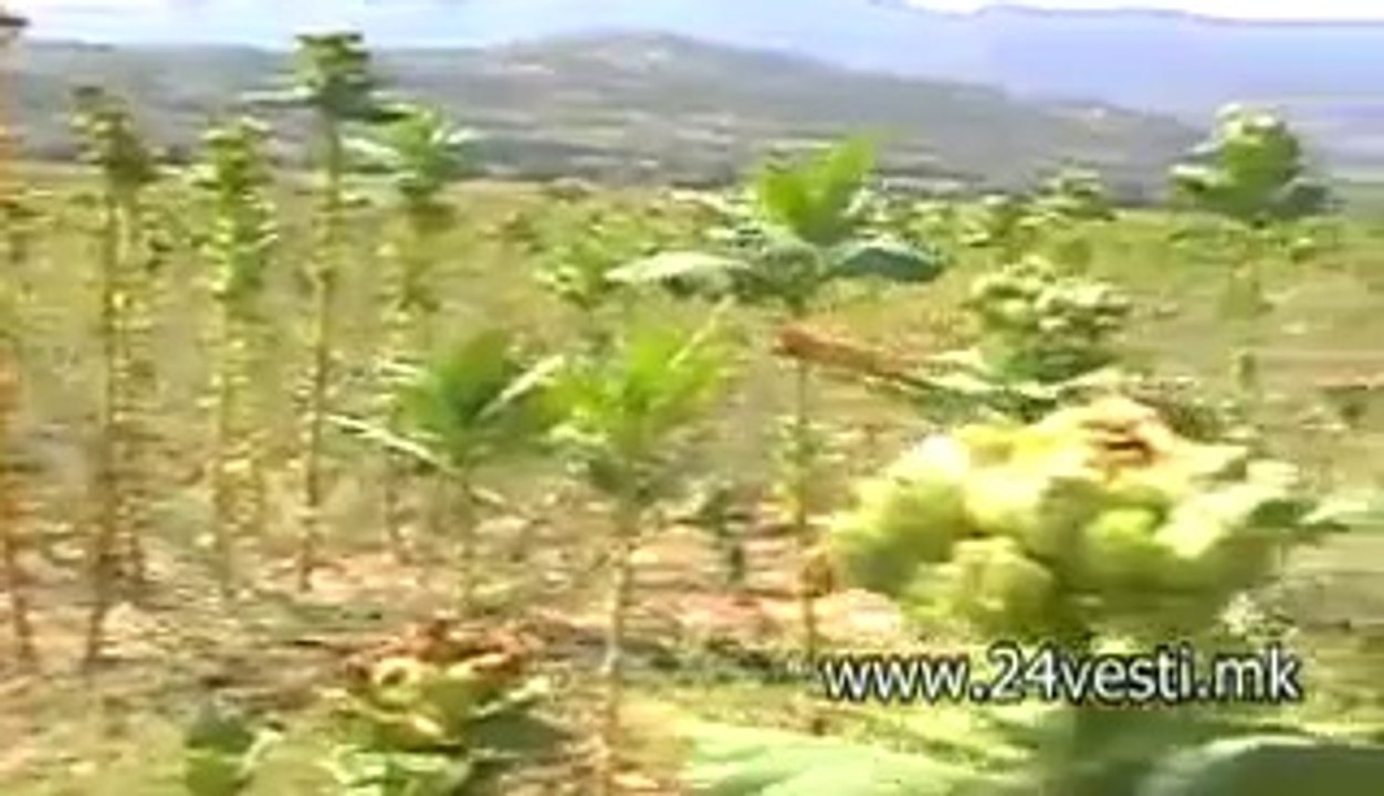 TUTUNARI VELES 04 03