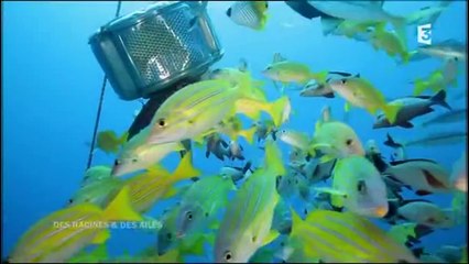 Des racines et des ailes : requins en Polynésie 26/02/2014