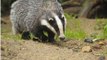 BBC Radio 4_ Farming Today 28Feb14 on the badger cull