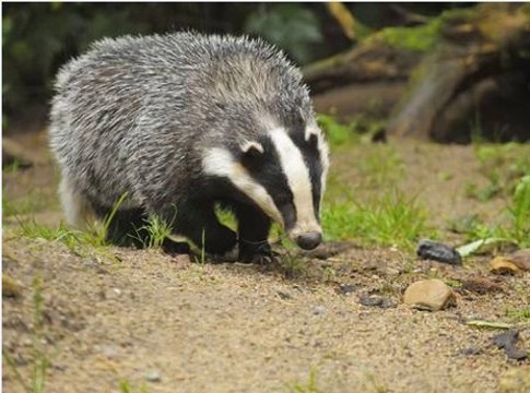 BBC Radio 4_ Farming Today 28Feb14 on the badger cull