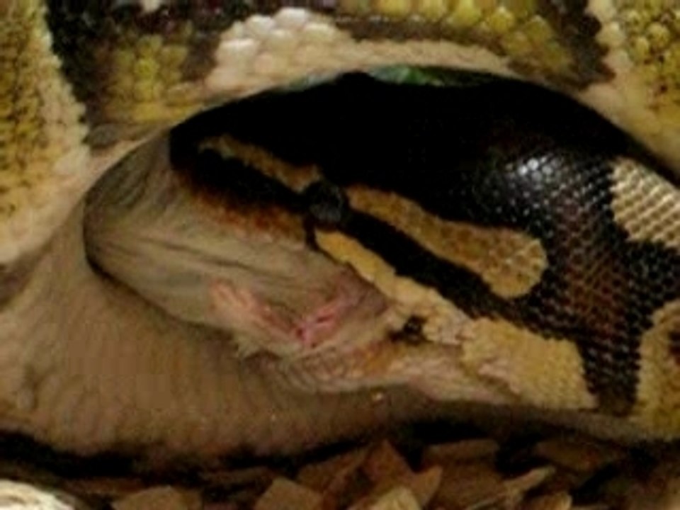 Serpent mange