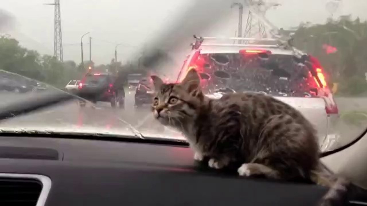 Mit dem Kätzchen auf Tour