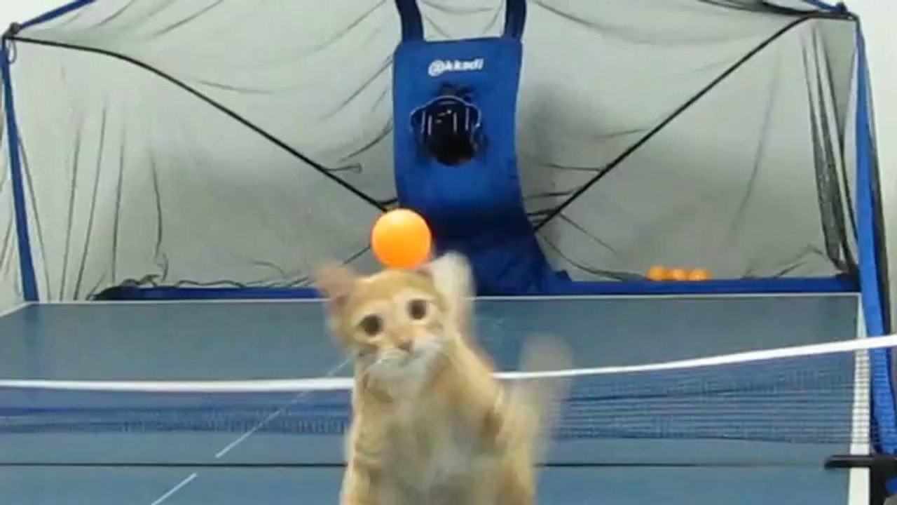 Mit der Katze Ping Pong spielen