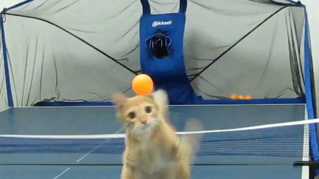 Mit der Katze Ping Pong spielen