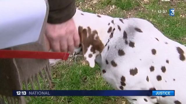 Un chien, témoin d'un procès pour meurtre, une première dans les annales judiciaires