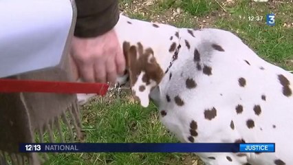 Un chien, témoin d'un procès pour meurtre, une première dans les annales judiciaires