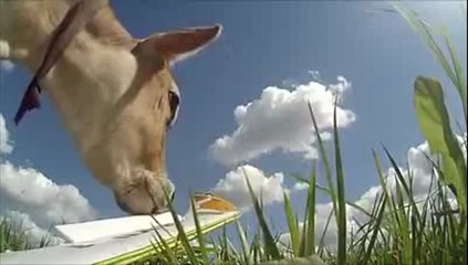 Modellflugzeug-Absturz nimmt ein witziges Ende