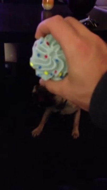 Mops hat seine Zunge nicht mehr unter Kontrolle