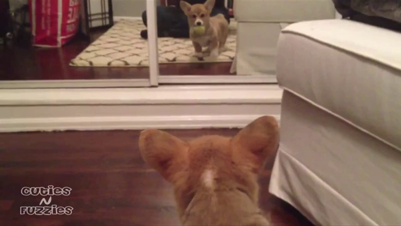 Niedliches Hündchen sieht sich zum ersten Mal im Spiegel