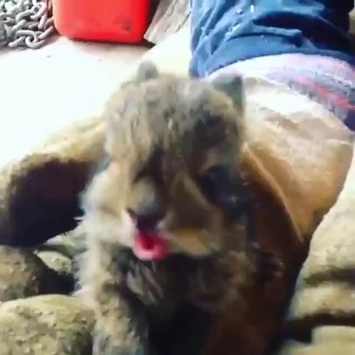 Niesendes baby häschen