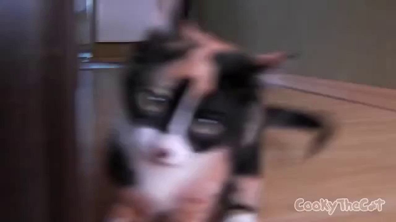 Ninja Katze