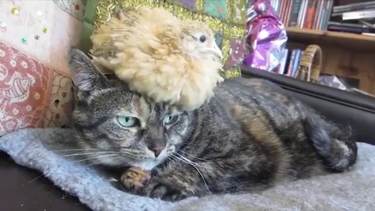 Nur ein Huhn dass auf einer faulen Katze liegt