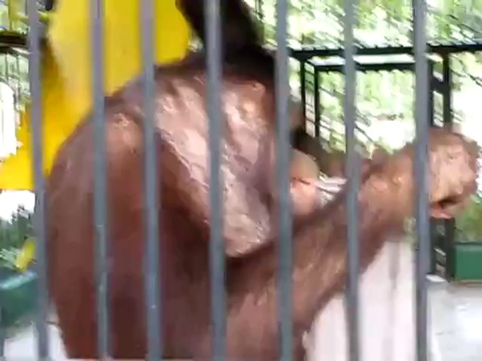Orangutan klaut sich das T-Shirt eines Zoobesuchers