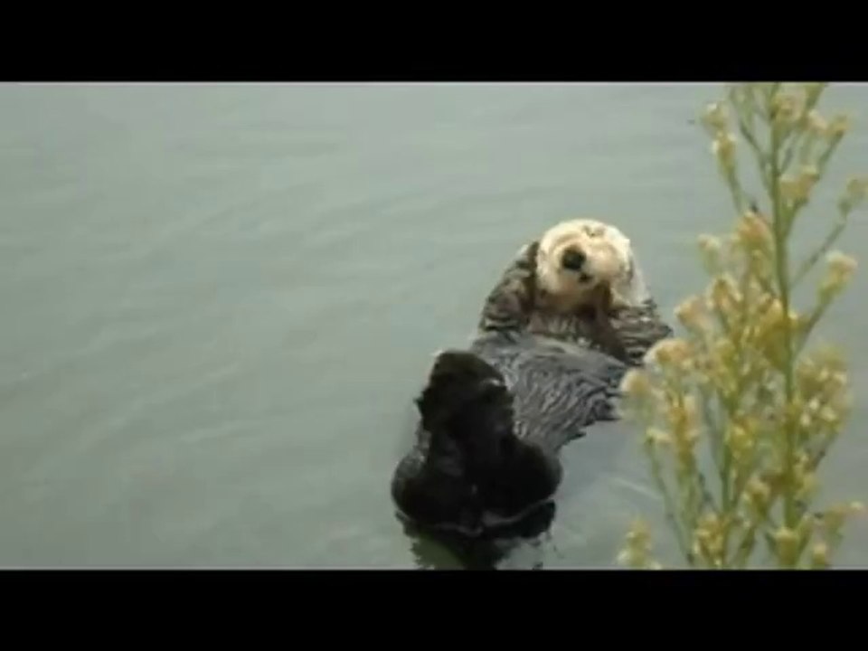 Otter genießt sein Leben