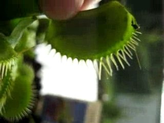 dionée et sauterelle 130906