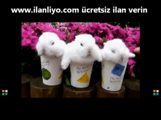 Bardaktaki Tavşanlar