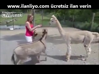 Güzel Kızı Gören Kıskanç Eşek