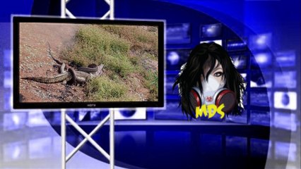 Snake eating croc is caught on camera