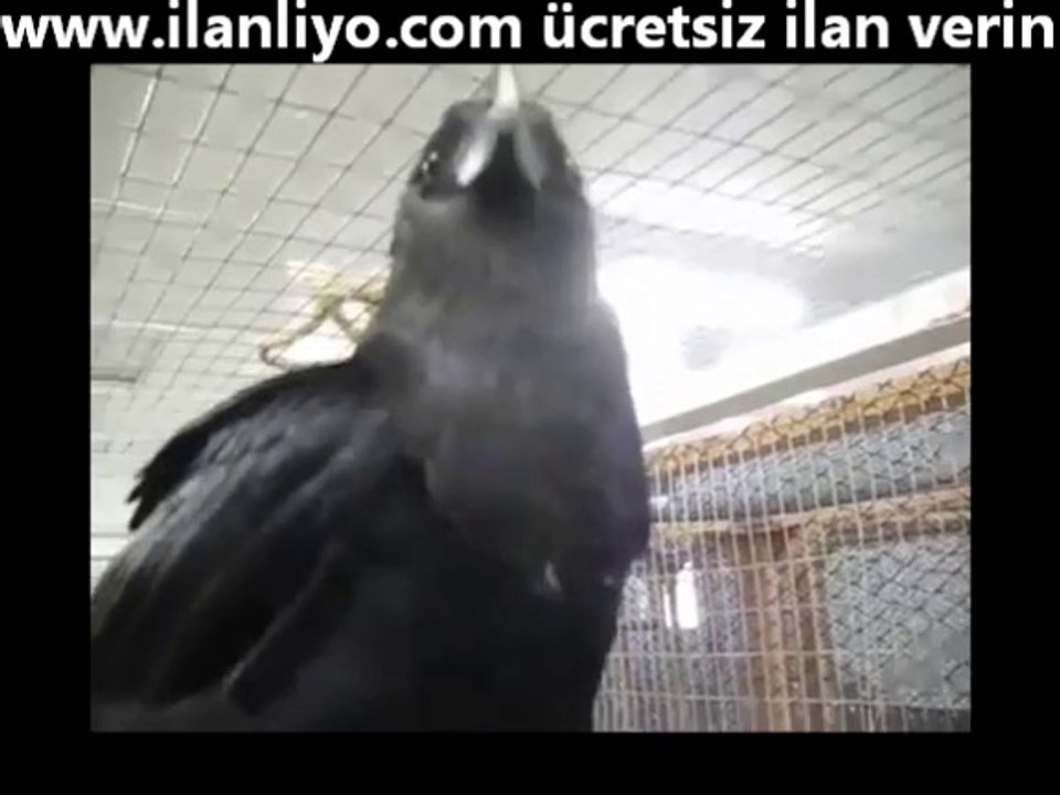 Konuşan Karga