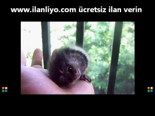 Sevimli Minik Maymun