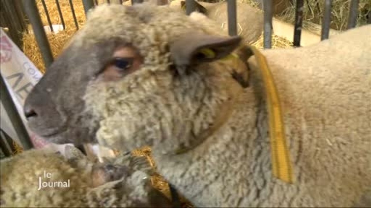 Salon de l'Agriculture : Défilé des moutons vendéens