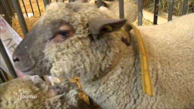 Salon de l'Agriculture : Défilé des moutons vendéens
