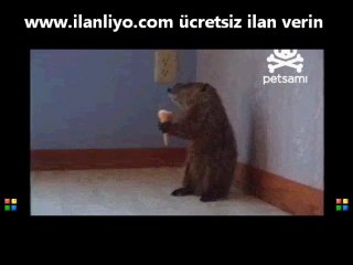 Dağsıçanı Dondurma Yiyor