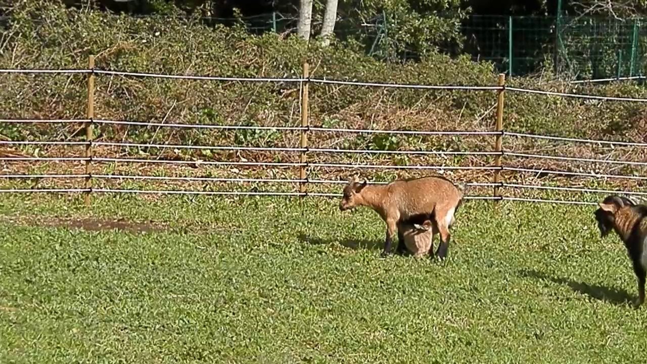 LA MINI BERGERIE DE SISCO : DES BB CHEZ LES BIBIS (le lundi au soleil)