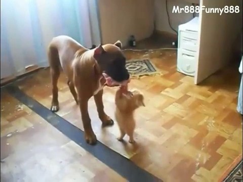 Un petit chat essaie de voler la nourriture du gros chien. Enorme!