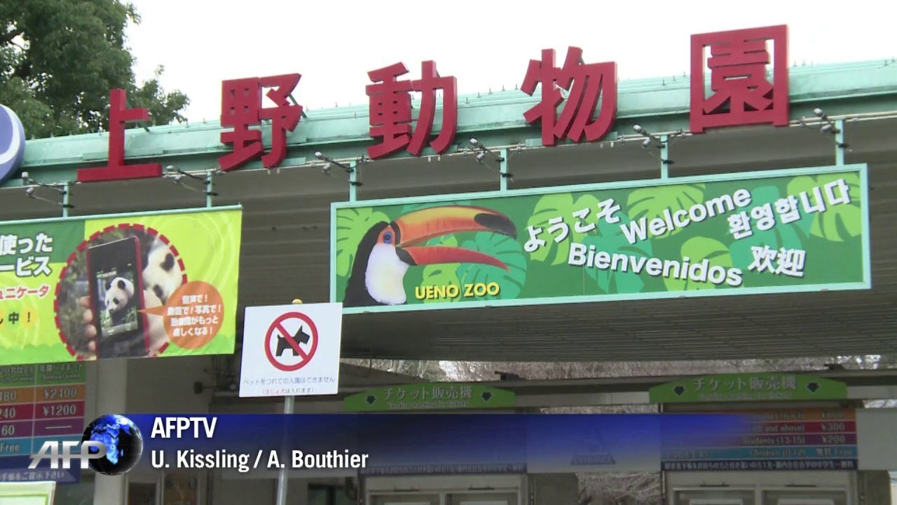 Abgeschirmt: pandapaar soll in ruhe nachwuchs zeugen