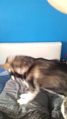 Dog + laser = wake up dude! So funny