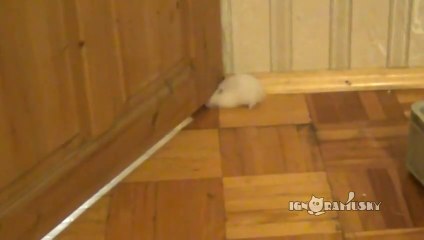 Gros hamster vs. petite trou de porte... Va-t-il passer?!