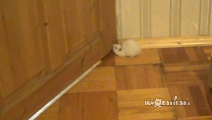 One Fat Hamster. One Tiny Door Gap. One Minute Of Pure Suspense.