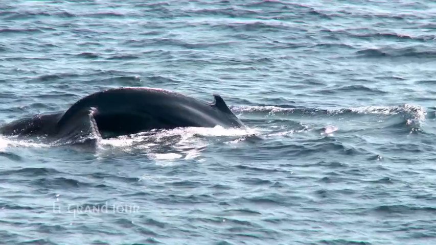 Les baleines du St-Laurent