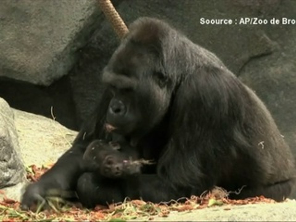 Un bébé gorille nommé par les internautes