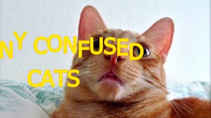 Tải video: Cute cats feel confused - Funny cat compilation