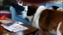 Atticus the Dog Tries to Sing