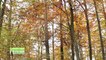Dynamique des forêts du Parc naturel régional des Vosges du Nord